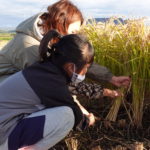 北海道 東川町 小学校 稲刈り